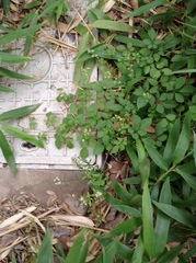 Lysimachia candida