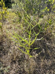 Baccharis articulata