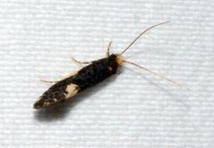 Monopis spilotella
