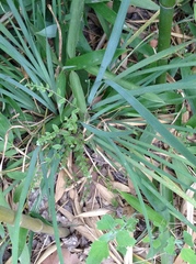 Bothriospermum secundum