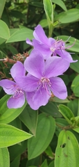 Melastomeae