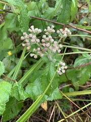 Eupatorium perfoliatum