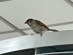 Passer montanus