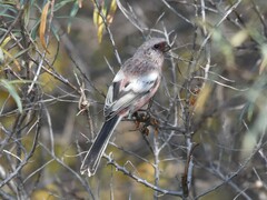 Carpodacus sibiricus