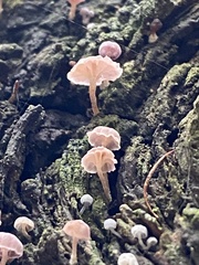 Mycena corticola