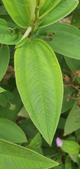 Melastomeae