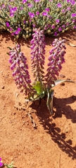 Lachenalia violacea