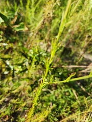 Agalinis fasciculata