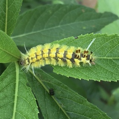 Lophocampa