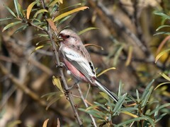 Carpodacus sibiricus