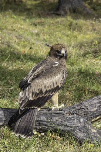 Booted Eagle