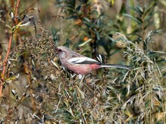 Carpodacus sibiricus