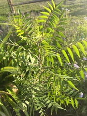 Rhus lanceolata