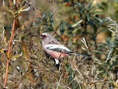 Carpodacus sibiricus