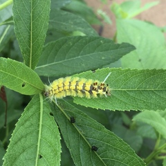 Lophocampa