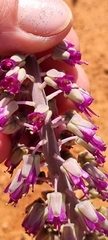 Lachenalia violacea