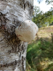 Fomitopsis betulina