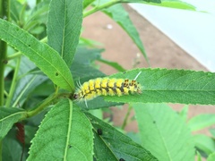 Lophocampa