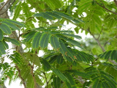 Albizia julibrissin