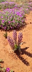 Lachenalia violacea