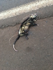Didelphis albiventris