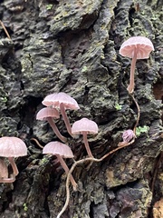Mycena meliigena