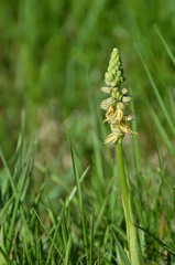 Orchis anthropophora