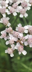 Achillea millefolium