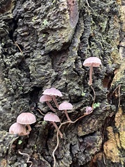 Mycena meliigena