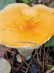 Russula claroflava