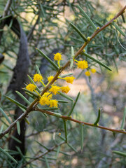 Acacia nyssophylla