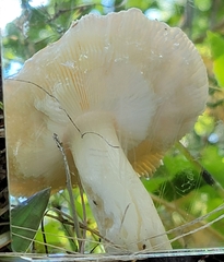 Russula claroflava