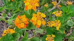 Lantana urticoides