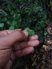 Adiantum philippense