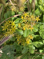 Phedimus kamtschaticus