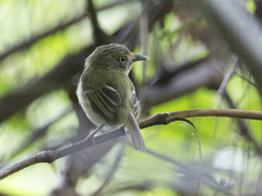 Lophotriccus galeatus
