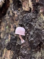 Mycena meliigena