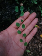 Adiantum philippense