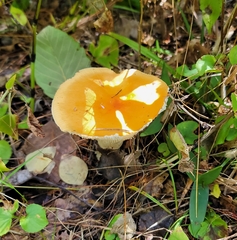 Russula claroflava