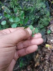Adiantum philippense