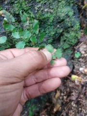 Adiantum philippense