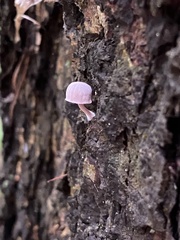 Mycena meliigena
