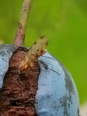 Sylvicola alternatus