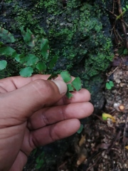 Adiantum philippense