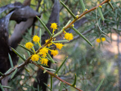 Acacia nyssophylla