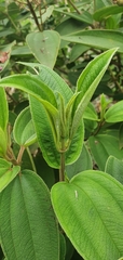 Melastomeae