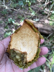 Carpotroche brasiliensis
