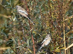Carpodacus sibiricus