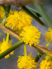 Acacia nyssophylla
