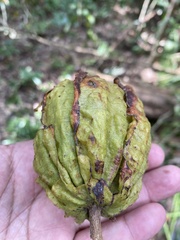 Carpotroche brasiliensis
